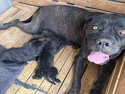 Skadi Femelle Rottweiler élevage centre canin amizmiz Maroc