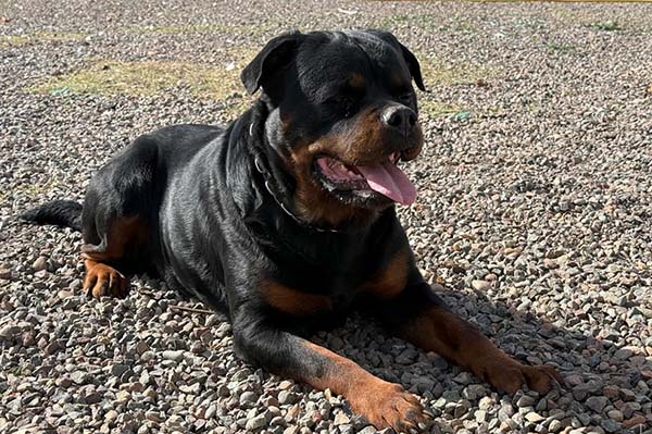 Skadi - Rottweiler - Femelle