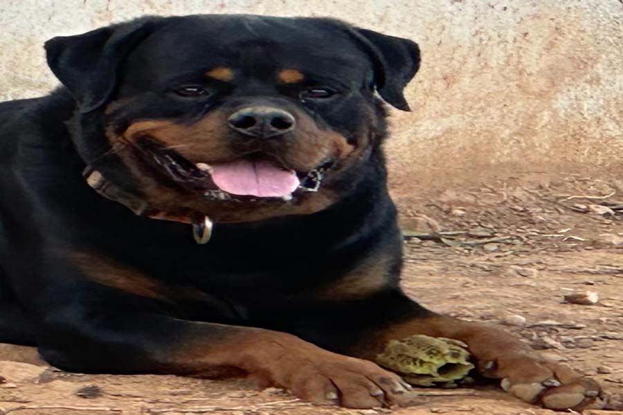 Tomy Rottweiler