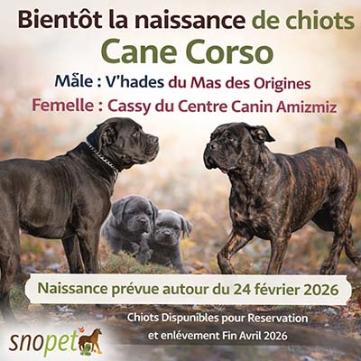 Portée de Chiots Cane corso à réserver Maroc