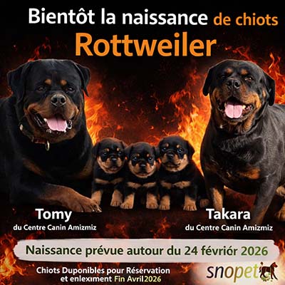 Portée de chiot rottweiler 