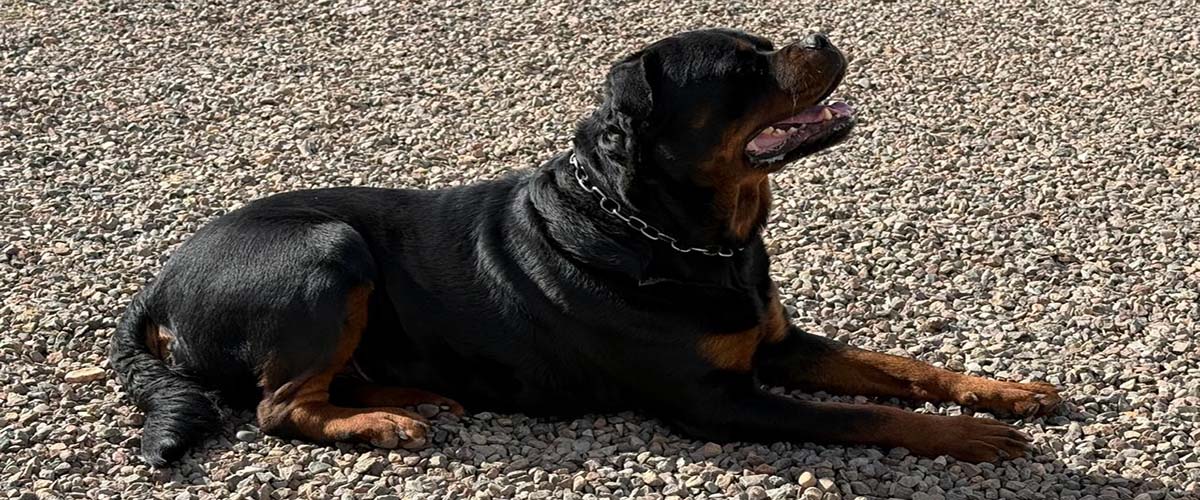 Centre Canin Amizmiz – Élevage de Rottweiler & Cane Corso Marrakech - Maroc