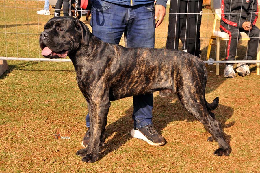 V'hades Cane Corso
