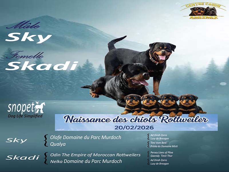 Portée Sky × Skadi Rottweiler