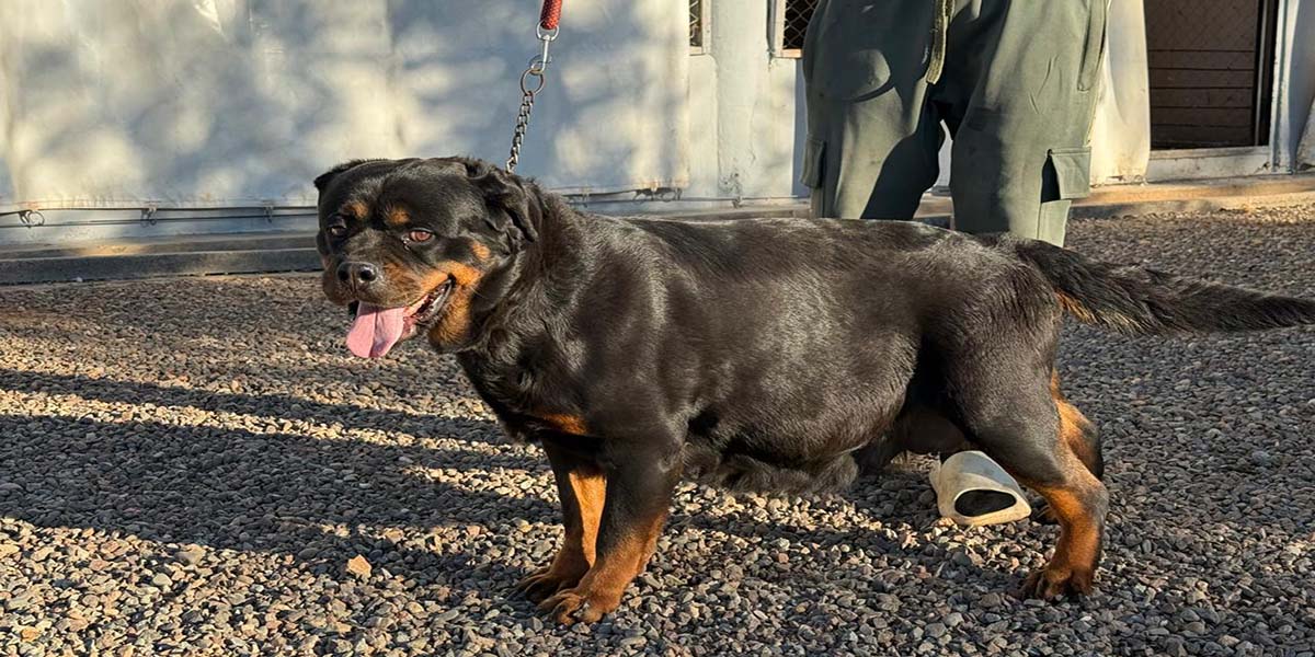 Takara Femelle Rottweiler