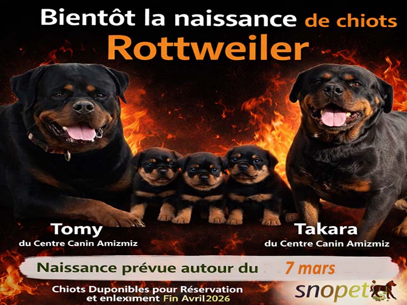 Portée Tomy × Takara Rottweiler
