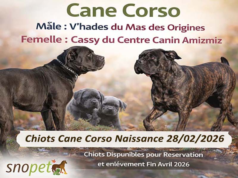 Portée Vhades × Cassy Cane corso