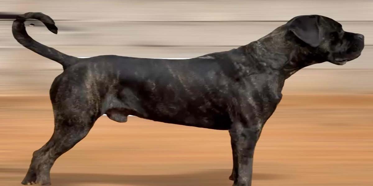 V'hades du Mas Cane Corso