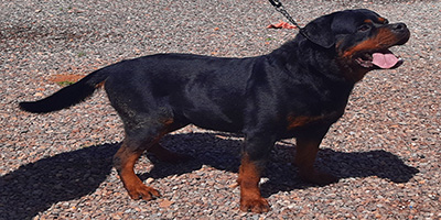Sky rottweiler mâle